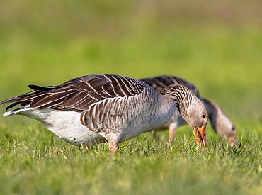Крестьяне берутся за ружья: дикие гуси все чаще разоряют посевы