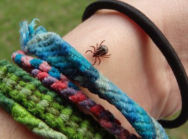 Не ходите в травмпункт снимать клещей: что врачи советуют?