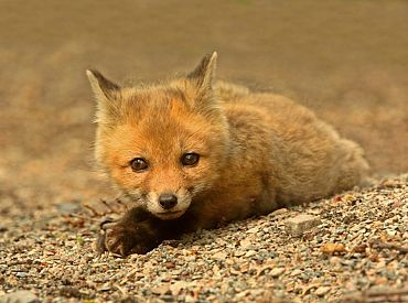 Dabas aizsardzības pārvalde aicina cilvēkus savvaļas dzīvniekus atstāt dabā