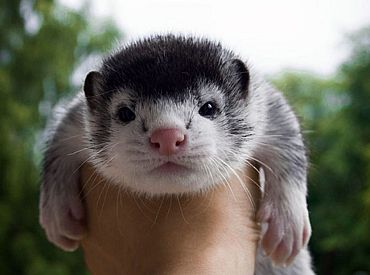 Latvijas teritorijā aizliedz ievest ūdeles un neapstrādātas ūdeļu ādas