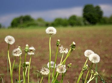 Что можно отмечать 9 мая в Латвии и чего нельзя: разъяснения полиции
