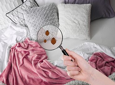 Как навести ужас на клопов! Учёные случайно открыли их слабое место