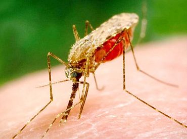 В Латвии с 2019 года зарегистрировано 34 случая лихорадки денге; в этом году — уже четыре