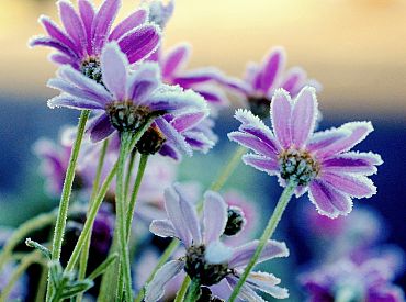 Nedēļas nogalē naktis kļūs vēsākas, jaunnedēļ iespējamas salnas