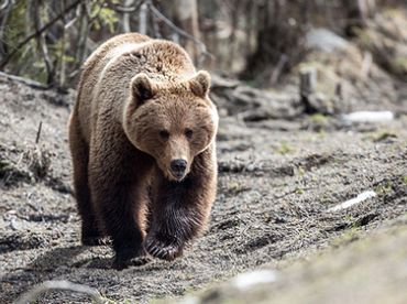 Встретили медведя в лесу: чем защищаться? Есть надежный способ!