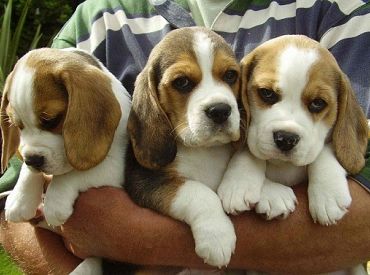 PVD: ES rīcības plāns pret suņu un kaķu nelikumīgu tirdzniecību palīdzētu sakārtot šo jomu Latvijā