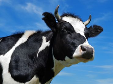 Robežsardzes darbiniekiem piemēro sabiedriskos darbus par dienesta transporta izmantošanu liellopa pārvadāšanai