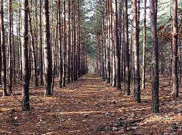 Lauksaimniecības zemes un meža iegādei varēs aizņemties pat 10 miljonus eiro