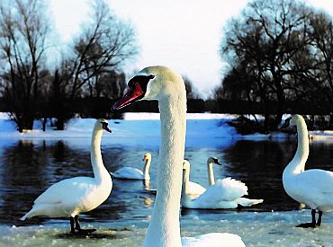 Latvijā konstatēti šogad pirmie putnu gripas gadījumi savvaļas putniem