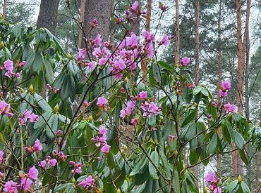 Babītes Rododendru audzētavā sākas Rododendru ziedēšanas festivāls