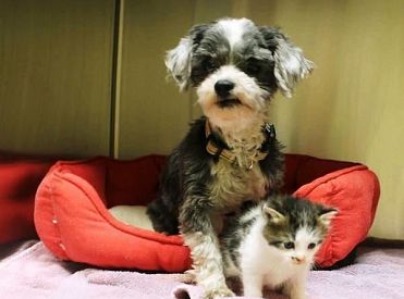 Saskaņošanai nodoti grozījumi par mājdzīvnieku labturības un aizsardzības prasību noteikšanu