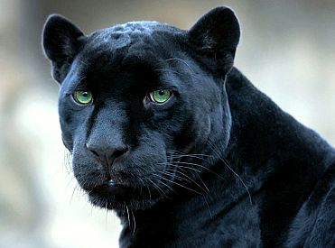 Policija sākusi kriminālprocesu par melnā leoparda turēšanu dzīvoklī Rīgā