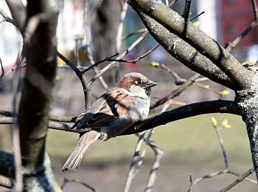 Tuvākajās dienās Latvijā nav gaidāmi ievērojami nokrišņi