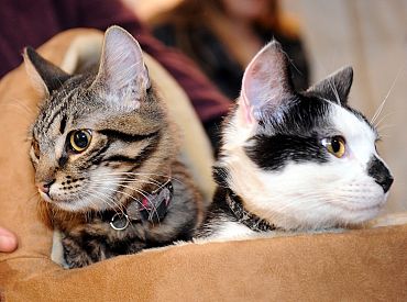 Rīgas domes kaķi Kuzja un Muris pārcēlušies uz dzīvi Ušakova EP Rīgas birojā