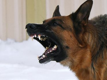 Напала собака! Что требует закон о содержании животных и какие штрафы грозят владельцу