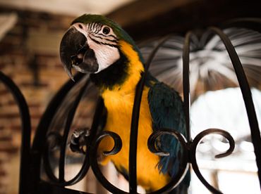 Pārtikas un veterinārais dienests no īpašuma Saulkrastos izņēmis 34 suņus, kā arī vienu papagaili