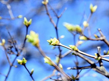Jaunās nedēļas sākums būs pavasarīgi silts, bet otrā puse — vēsāka un vējaināka