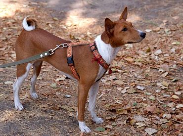 «Bior» veiks bezmaksas antivielu noteikšanu suņiem pret boreliozes ierosinātāju