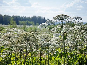 Saeima atbalsta ieceri izveidot Latvijas invazīvo sugu sarakstu
