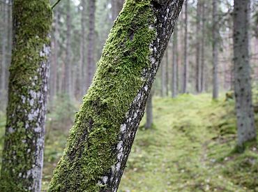 ST ierosinājusi lietu par valdības noteikumu normām, kuras atļāva jaunāku mežu izciršanu