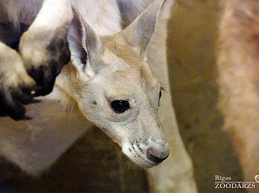 Zoodārzā var aplūkot gadu mijā dzimušo ķengura mazuli