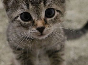 Latvijā jūlijā reģistrēti 3928 kaķi un 35 mājas seski