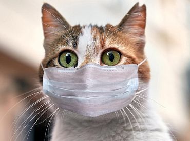 Инфектологи рассказали о распространении гриппа в Латвии