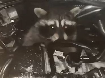 Енот-нелегал переплыл океан и попался на белорусской таможне