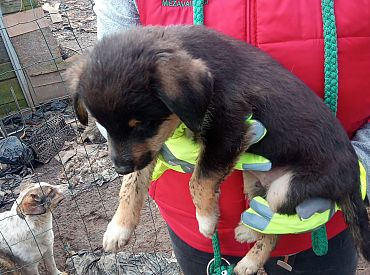 «Zoopolicija» no maija vairs neapkalpos izsaukumus Rīgas pašvaldībā