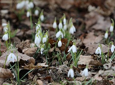 Nedēļas nogalē gaisa temperatūra var pakāpties virs +10 grādiem