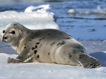 Рыбаки просят разрешить им стрелять по тюленям, чтобы защитить улов