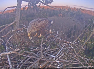 Arī šogad tiešraidēs varēs sekot līdzi ērgļu, kliju, vanagu un stārķu dzīvei
