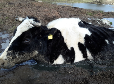 «Piena ražošanā būtu jādomā par risku vadības institūciju, lai nozare varētu izdzīvot»: «Food Union»