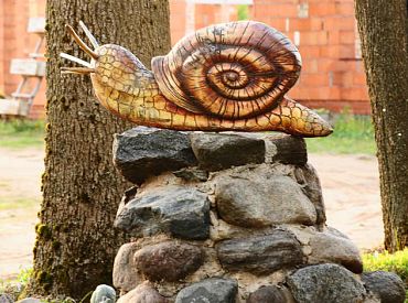 Par 2024.gada gliemezi izraudzīts zaļganais kailgliemezis