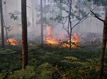 Под Валкой выгорело 14,49 гектара леса: крупнейший в этом году лесной пожар