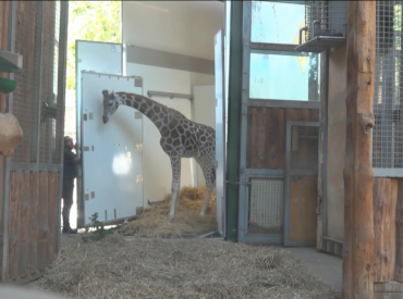 Zooloģiskajā dārzā no Austrijas sagaidīta žirafe Vakilija; šodien izrādīs medijiem