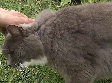 Latvijā reģistrēti 290 526 mājdzīvnieki — suņi, kaķi un seski