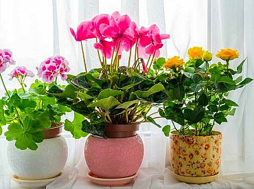 Sestdien valsts dienvidu daļā gaiss sasils līdz +14 grādiem