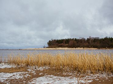 Jūrmalas piekrastes ūdenī konstatētas izskalotas sārtaļģes