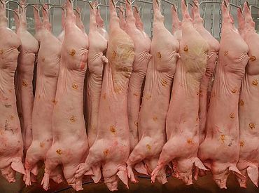 15.septembrī pie Saeimas notiks  pikets, kurā protestēs pret dzīvnieku nogalināšanu pārtikas ieguvei