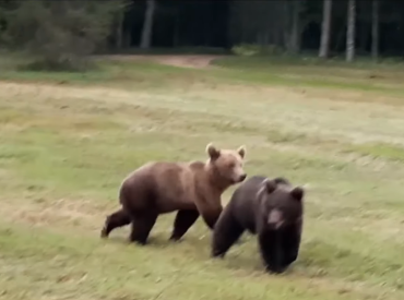 В поисках еды разгромили пасеку: в Латвии проснулись медведи (ВИДЕО)