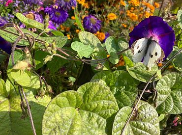 Piektdien Latvijā pārspēts vairāk nekā 130 gadus sens siltuma rekords