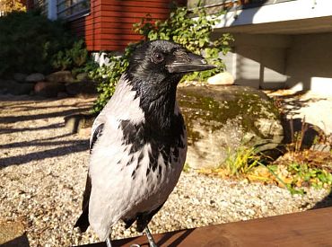 Вороны запоминают лица людей и .. передают «чёрный список» своим детям