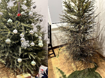 Рижан предупредили: скоро начнут выставлять счета за вывоз ёлки