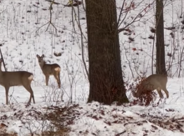 Palielinātas meža nodevu likmes par mežsaimnieciskām un medību darbībām