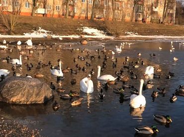 Птичек жалко? Собирают средства на прокорм лебедей, уток, аистов…