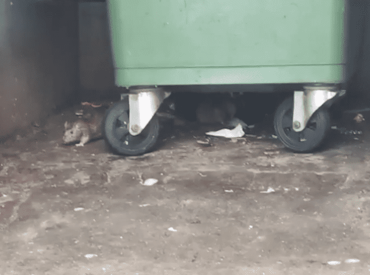 «В нашей семье ребёнок умер»: жители бьют тревогу из-за нашествия крыс