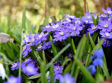Ceturtdien gaidāmas temperatūras svārstības, vietām īslaicīgi līs