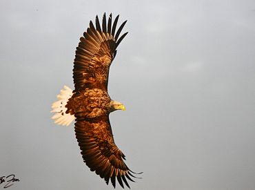 Atpūtnieku apmetne neatļautā vietā, iespējams, izraisa retā klinšu ērgļa mazuļa bojāeju