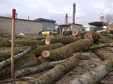 Normu par mazāka caurmēra koku ciršanu atzīst par neatbilstošu Satversmei